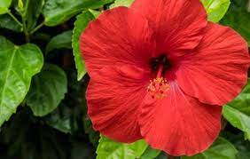 Under no circumstances is it acceptable or safe for a cat to eat any part of a hibiscus plant. Safe And Harmful Plants For Bearded Dragons Pet Care Advisors
