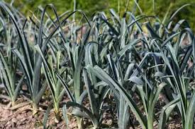 See also why the onion rots from the inside and how to. How To Grow Leeks Allium Ampeloprasum Var Porrum Gardening Channel