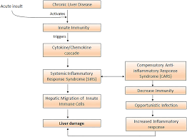 Christian brander and bruce d walker modulation of host immune responses by clinically relevant human dna and rna viruses //current yamashita s., murakami c., izumi y. Frontiers Abnormal Innate Immunity In Acute On Chronic Liver Failure Immunotargets For Therapeutics Immunology