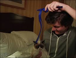 Grumpy Cat Is Not Amused Gif On Imgur