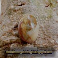 Supra natural cewek cantik,berani buka tali pocong 22 Ide Mustika Ampuh Wingit Tato Kuda Lukisan Religius Rembrandt