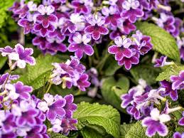Image result for Streptocarpus goetzei