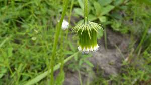 Image result for Crassocephalum rubens