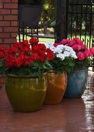 During the warmer months of the year (between your local frost dates), they can be kept outdoors in a sunny location. Geranium Care Your Guide To Growing Geranium Flowers Hgtv