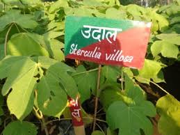 Image result for Sterculia quinqueloba