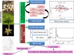 Image result for Dissotis lanata