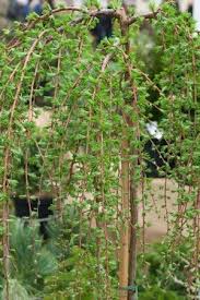 Arbre Qui Pousse Vite Notre Top 10 Des Arbres A Croissance Rapide En 2020 Arbre Qui Pousse Vite Arbres A Croissance Rapide Arbre De Jardin