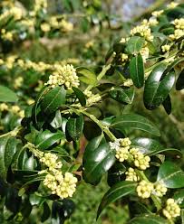 Image result for Buxaceae