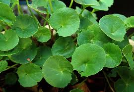 Image result for Centella asiatica