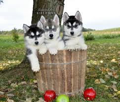 Adopt siberian husky dogs in ohio. Husky Puppy Puppy Adoption Siberian Husky