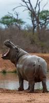 Image result for Hippocratea africana