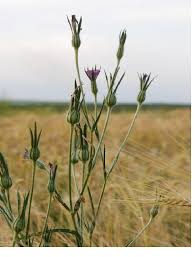 Image result for Agrostemma githago