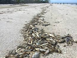 Most common to florida and the gulf of mexico is karenia brevis, k. Red Tide Kills Hundreds Of Fish Turtles In Southwest Florida Earth Com