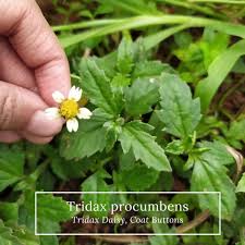Image result for Tridax