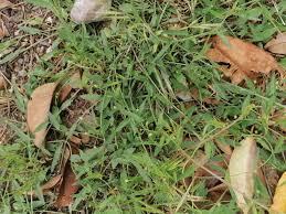 Image result for Urochloa panicoides