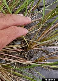 Image result for Leptochloa fusca