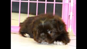 Pic hide this posting restore restore this posting. Shih Tzu Puppies For Sale Craigslist Pa