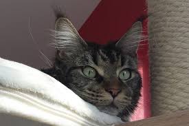 The maine coon cat is a natural breed and one of the largest of domesticated cats. 9 Facts About Maine Coon Cats That Breeders Don T Talk About