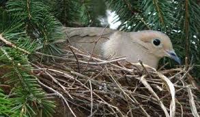 Mourning doves, found throughout north america, have a gentle nature and pleasant cooing song to match. Free Bird House Plans Bluebird Purple Martin Wren More