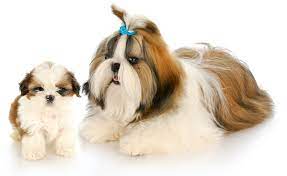 Huge brown eyes and a gloriously unruly fluffy coat give. When Do Shih Tzu Puppies Stop Growing Shihtzuandyou Com
