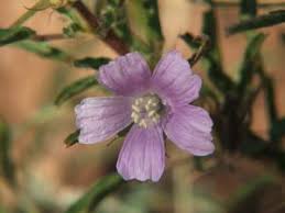 Image result for Monsonia glauca