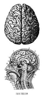 A scientific diagram of an anatomical heart is depicted in black and white on a page from a a great vintage color plate for an anatomy lover or for someone who would like to use the page as ephemera for other projects. Free Vintage Brain Graphics Fab N Free Brain Art Free Vintage Printables Anatomy Art