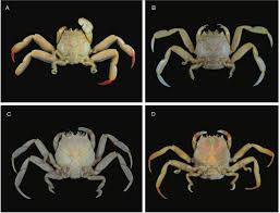 Image result for Cribbia brachyceras