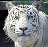 Big cat rescue noktasına 16,3 km mesafede. 20 Tyler Tx Ideas Civic Theatre Tyler Civic