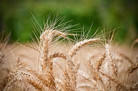 Jun 05, 2021 · земледельцы туркменистана приступили к уборке хлеба. Pshenica Kolosya Pshenicy Selskoe Besplatnoe Foto Na Pixabay