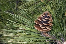 Image result for Pinus