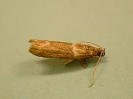 Image result for Cryptoblabes bistriga