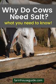 Cows Like All Animals Require Certain Nutrients To Keep Their Bodies Working Properly New Cattle Owners Raising Farm Animals Cattle Farming Cattle Ranching