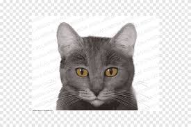 Britanya Ile Ilgili Stenografi Chartreux Rus Mavi Nebelung Kedi Kafasi Memeli Kedi Gibi Memeli Png Pngegg