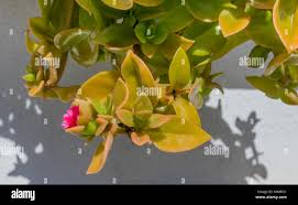 Image result for Aptenia