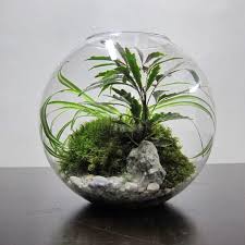 A video on how to take care of cacti and succulents. Green Globe Terrarium