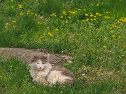 My Neck Of The Woods Cat Aesthetic Pretty Cats Cats And Kittens