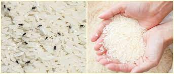 Anda jangan khawatir, karena ada beberapa trik atau cara ampuh menghilagkan kutu beras. 7 Tips Ampun Hilangkan Kutu Beras Yang Terlanjur Bersarang Jangan Dibuang Sayang