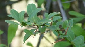 Image result for Gymnosporia