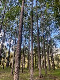 Image result for Eucalyptus cloeziana