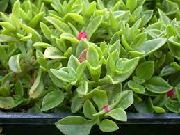 Flower color ranges from yellow to white and even pink. Easy Steps To Reduced Water Use Succulent Ground Cover Succulent Landscaping Drought Tolerant Garden