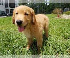 Labradoodle puppy for sale near florida, coral gables, usa. View Ad Golden Retriever Puppy For Sale Near Florida Yulee Usa Adn 141645