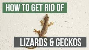 How much do ultrasonic pest repellents cost? How To Get Rid Of Lizards Geckos Youtube
