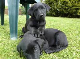 All our puppies come with a one year guarantee. Labrador Retrievers For Sale Bend Oregon