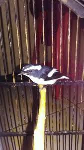 Anis kembang (ak) termasuk burung monomorfik, yaitu antara burung jantan dan burung betina memiliki penampilan fisik yang tampak serupa. Index Of Wp Content Uploads 2018 06