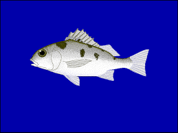 Join facebook to connect with ragah gerut gerut and others you may know. Category Pomadasys Maculatus Wikimedia Commons
