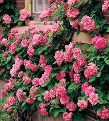 Zephirine Drouhin Bourbon Medium Pink 25 30 Petals 1868 Rated 8 0 Very Good By Ars Climbing Roses Planting Flowers Rose Flower