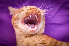 Symptoms one of the signs of periodontal disease and other dental problems in cats may be bad breath. How Can I Tell If My Cat Has Toothache Wikipet