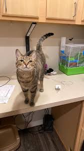 The munchkin is a relatively new breed of cat characterized by its very short legs, which are caused by a naturally occurring genetic mutation. Munchkin Cat Bravely Finds A Surprising New Friend In Rescued Pet Rat Cole Marmalade