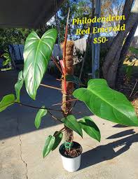 Image result for Smithia erubescens