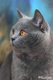 Brits Korthaar Weetjes Over Katten